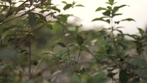 Pan-down-across-small-leaf-bundles-with-tiny-purple-light-colored-blossom-flowers,-hazey-yellow-sky-behind