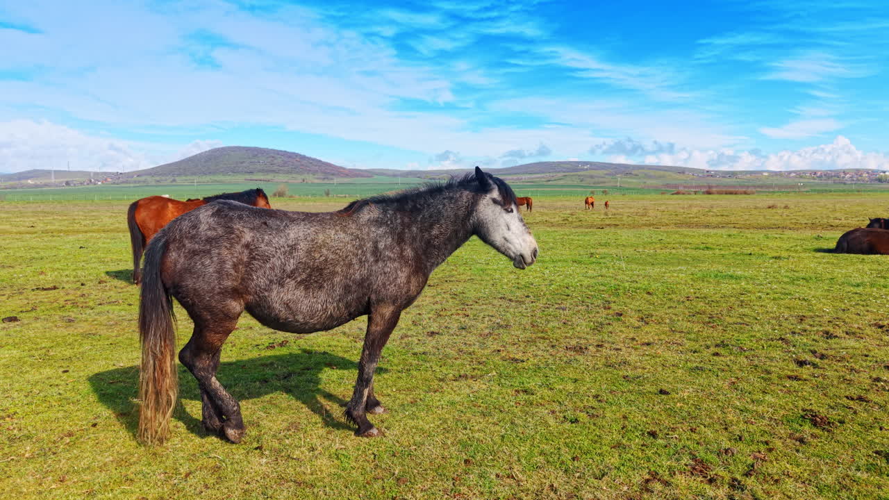 Sidebillede af grå hest, der står på en stor grøn eng. En skimlet grå hest står sidelæns på en stor grøn mark med bakker i baggrunden under en blå himmel.