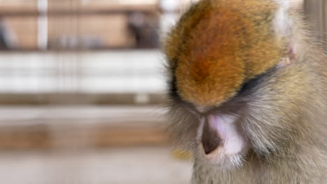 Mono-Comiendo-En-El-Zoológico-Nigeriano