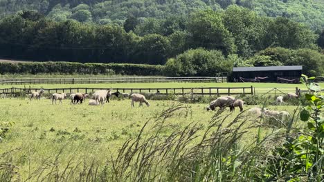 herd of goats grazing open field