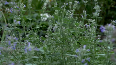 cámara lenta: un gran abejorro zumba alrededor de un jardín de una flor a la siguiente