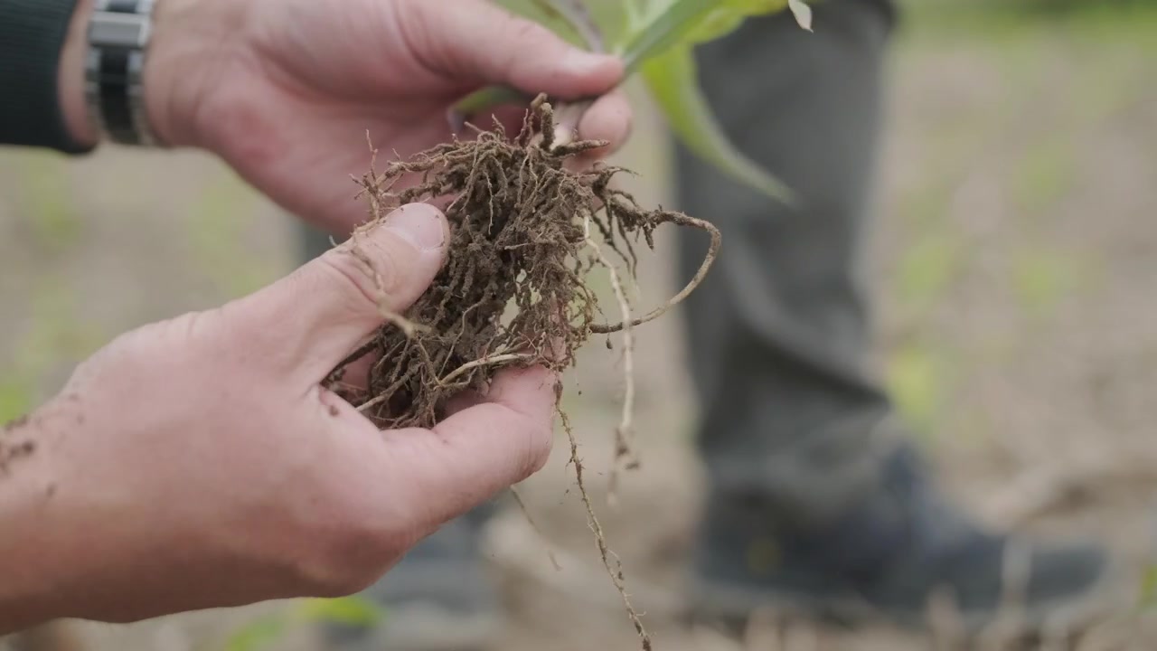 Farmer Inspecting Corn Seedling Roots in Field