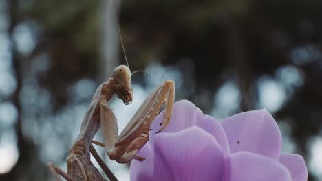 brown mantis resting on petals of a purple flower - close up