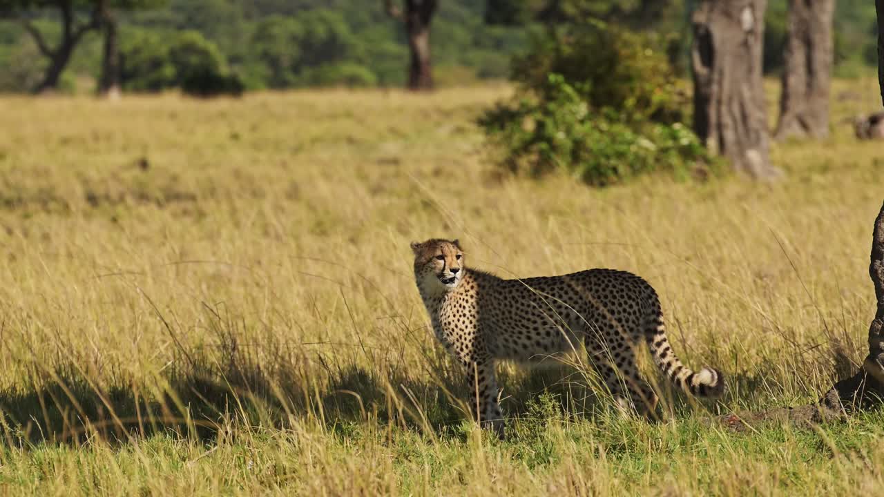 joven leopardo caminando en la larga hierba de la sabana, safari africano animal silvestre en las hierbas de la savana en maasai mara, kenia en áfrica en maasai mara, gran gato depredador en las llanuras de pastizales