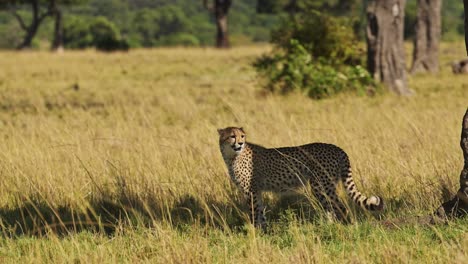 young cheetah cub walking in long savanna grass, african safari wildlife animal in savannah grasses in maasai mara, kenya in africa in maasai mara, big cat predator in grassland plains