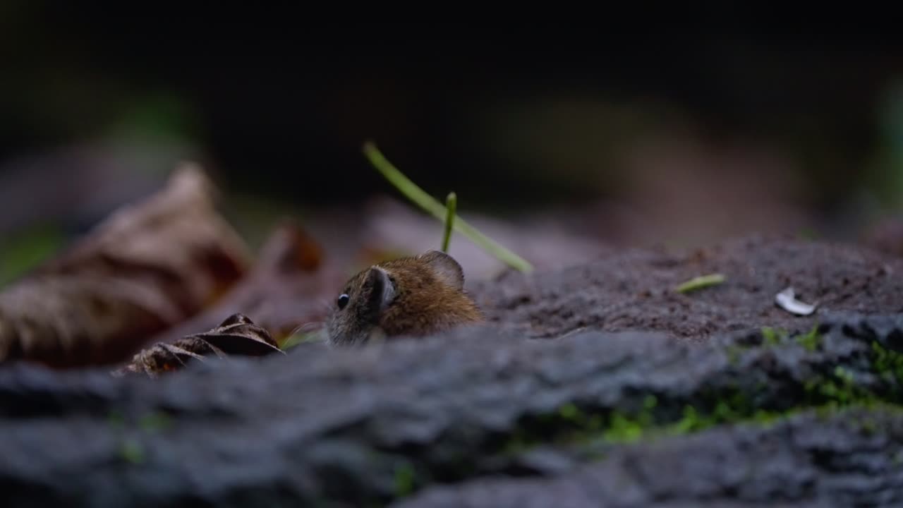 Bank vole hides in dim forest light, surrounded by twigs and moss in quiet woodland setting