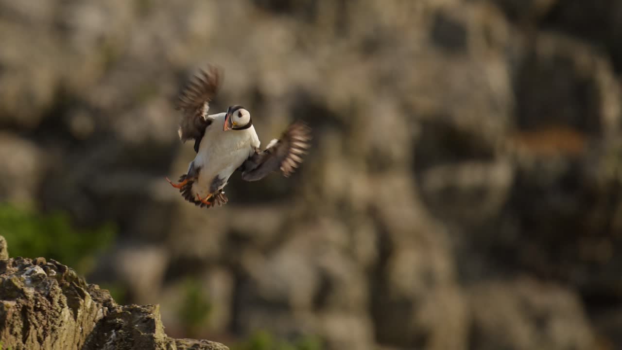 papagaio en cámara lenta volando y aterrizando en el suelo en su madriguera, papagaio atlántico en vuelo en cámara lenta en la isla de skomer