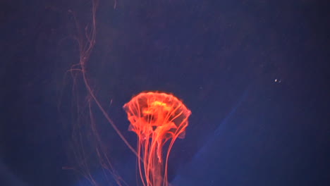 jellyfish change colors inside depp water red blue green meduza