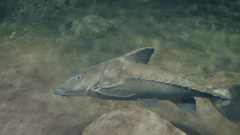 Pez-Esturión-Nadando-En-El-Acuario-Sendai-Umino-mori-En-Japón---Primer-Plano