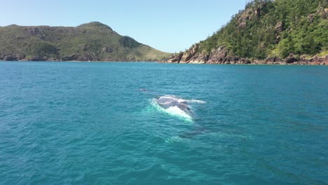 low orbiting aerial of adult female humpback whale with baby calf