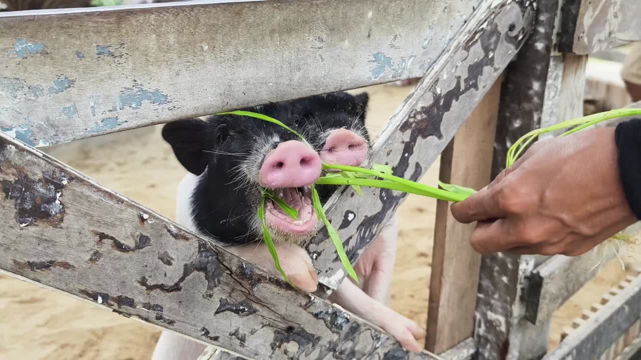 돼지 들 이 나무 울타리 뒤 에 풀 을 먹고 있다
