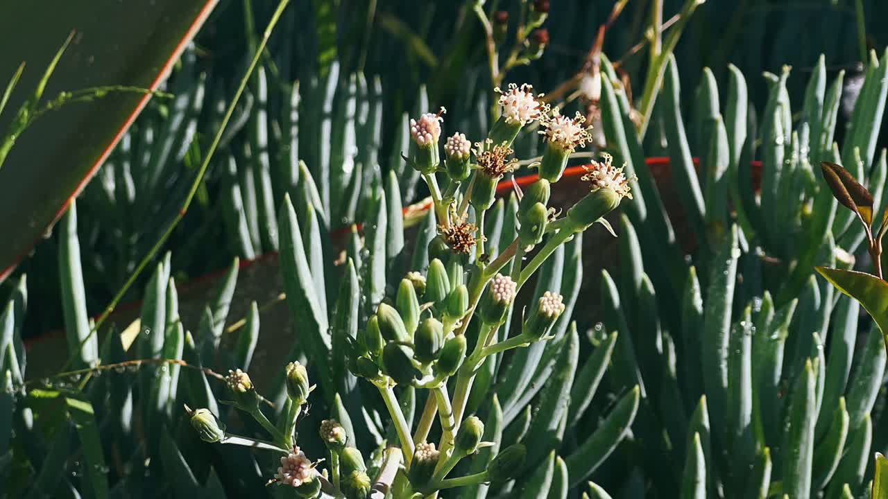 primer plano de plantas suculentas con flores pequeñas