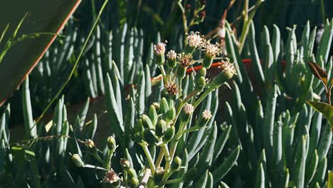 close-up of succulent plants with small flowers