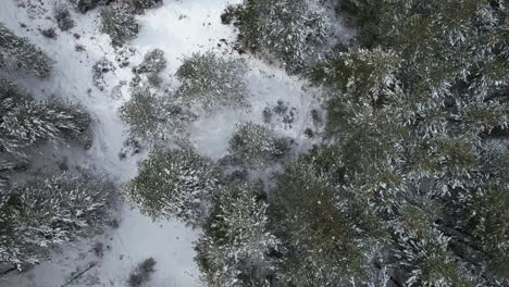 Vista-De-Pájaro-Del-Bosque-Con-Pinos-Verdes-Cubiertos-De-Nieve-Blanca,-Invierno-En-Las-Montañas