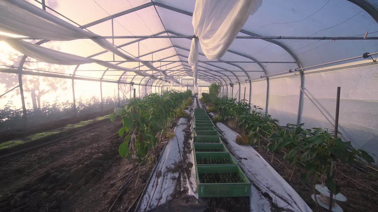 alejar el interior de un invernadero con un cultivo plantado