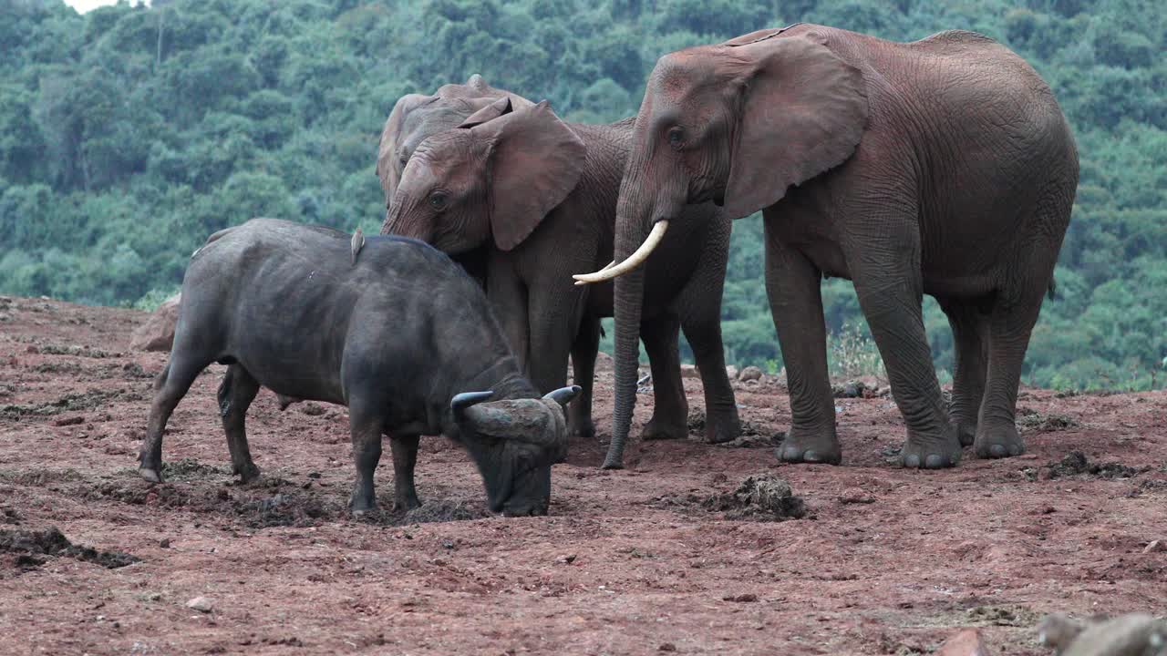 vida silvestre africana con búfalos del cabo y elefantes en el parque nacional de kenia