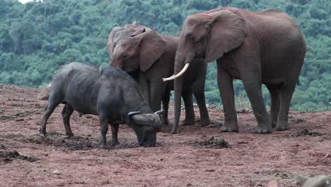 african wildlife with cape buffalo and elephants in national park, kenya