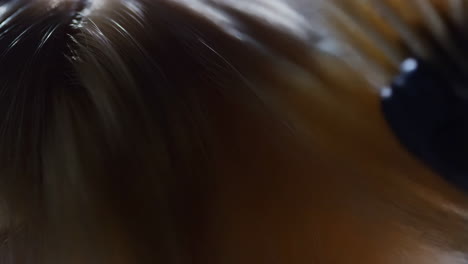 close-up of shiny blonde hair