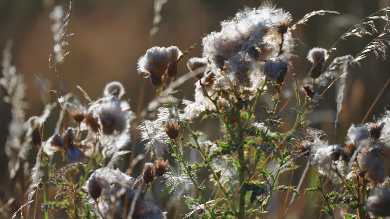 el cardo esponjoso suavemente iluminado por el sol de la mañana baja