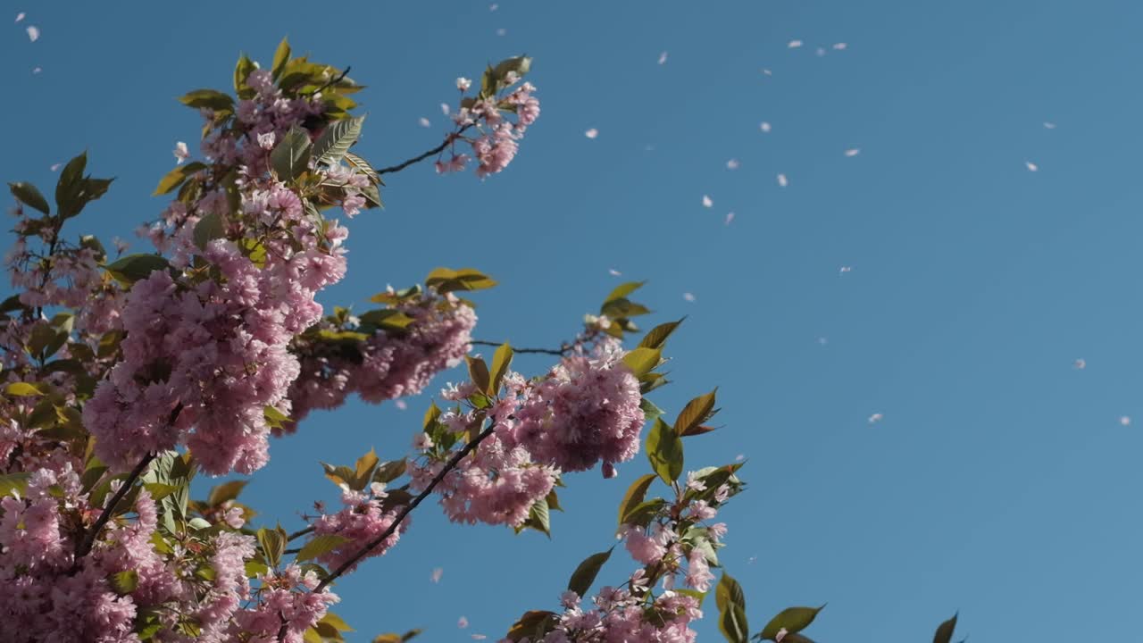 푸른 하늘을 배경으로 바람에 날리는 사쿠라 꽃잎, 슬로우 모션