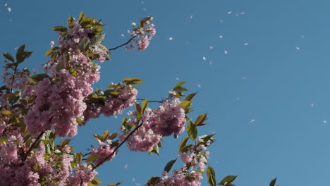 Pétalos-De-Flores-De-Sakura-Volando-En-El-Viento-Contra-El-Cielo-Azul,-Cámara-Lenta