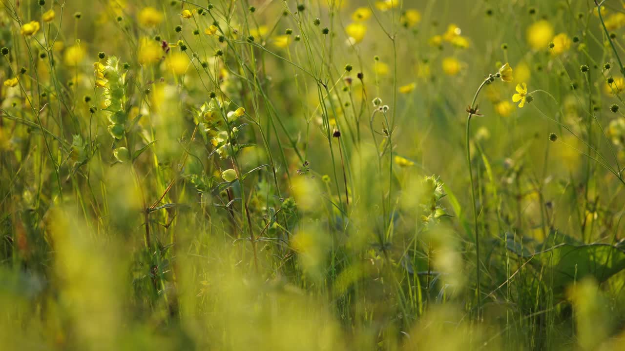 enfoque de rack inclinación hacia abajo disparo de varias especies diferentes de flores silvestres en el prado