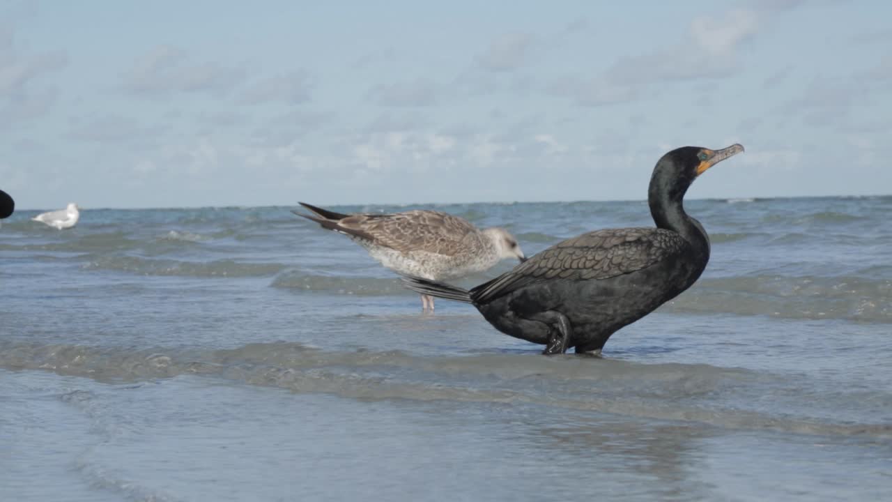 Double-crested cormorant standing on one leg along the ocean shore with seagulls in background