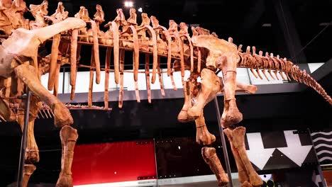 dinosaur skeletons displayed in a museum exhibit