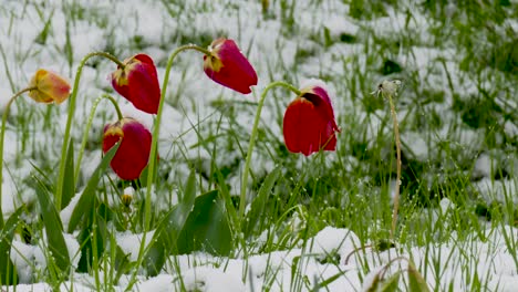 Schnee-Verzögert