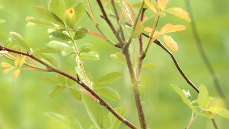 close-up of dew-covered plant branches and leaves