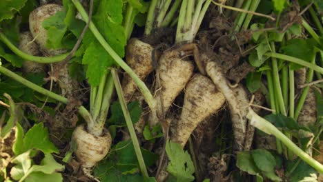 parsnips on organic farm