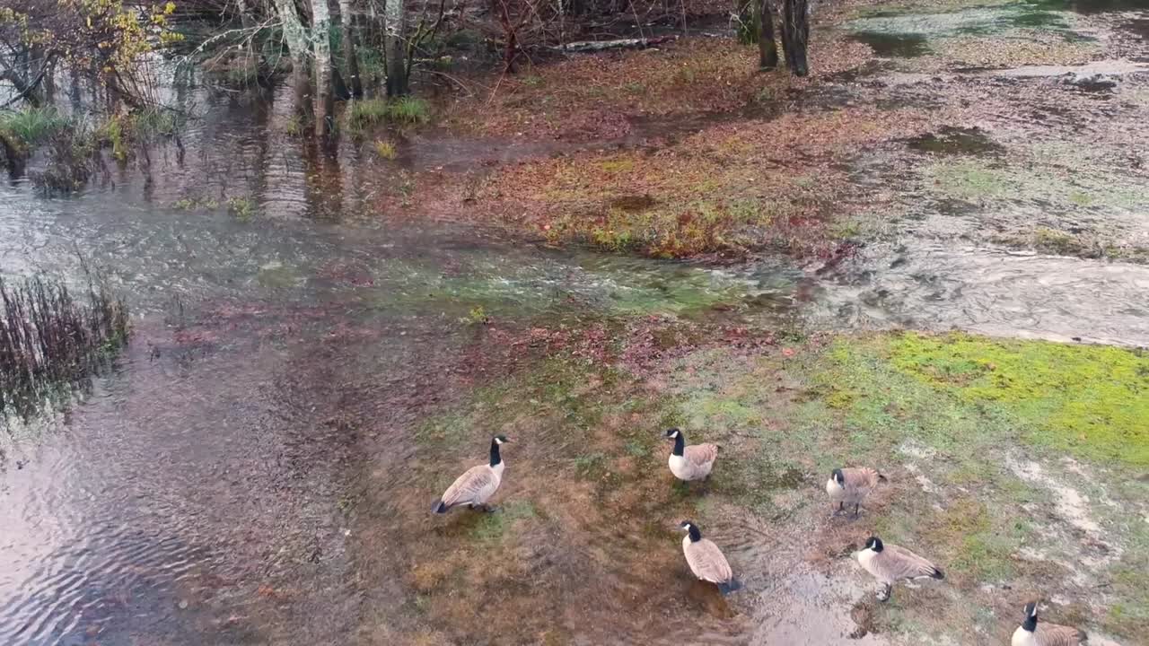 Vy ovanifrån över kanadagäss i vatten på hösten