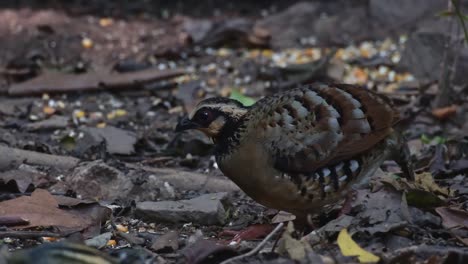 Picks-up-a-corn-then-drops-it-as-a-squirrel-moves-from-left-to-right,-Bar-backed-Partridge-Arborophila-brunneopectus,-Thailand