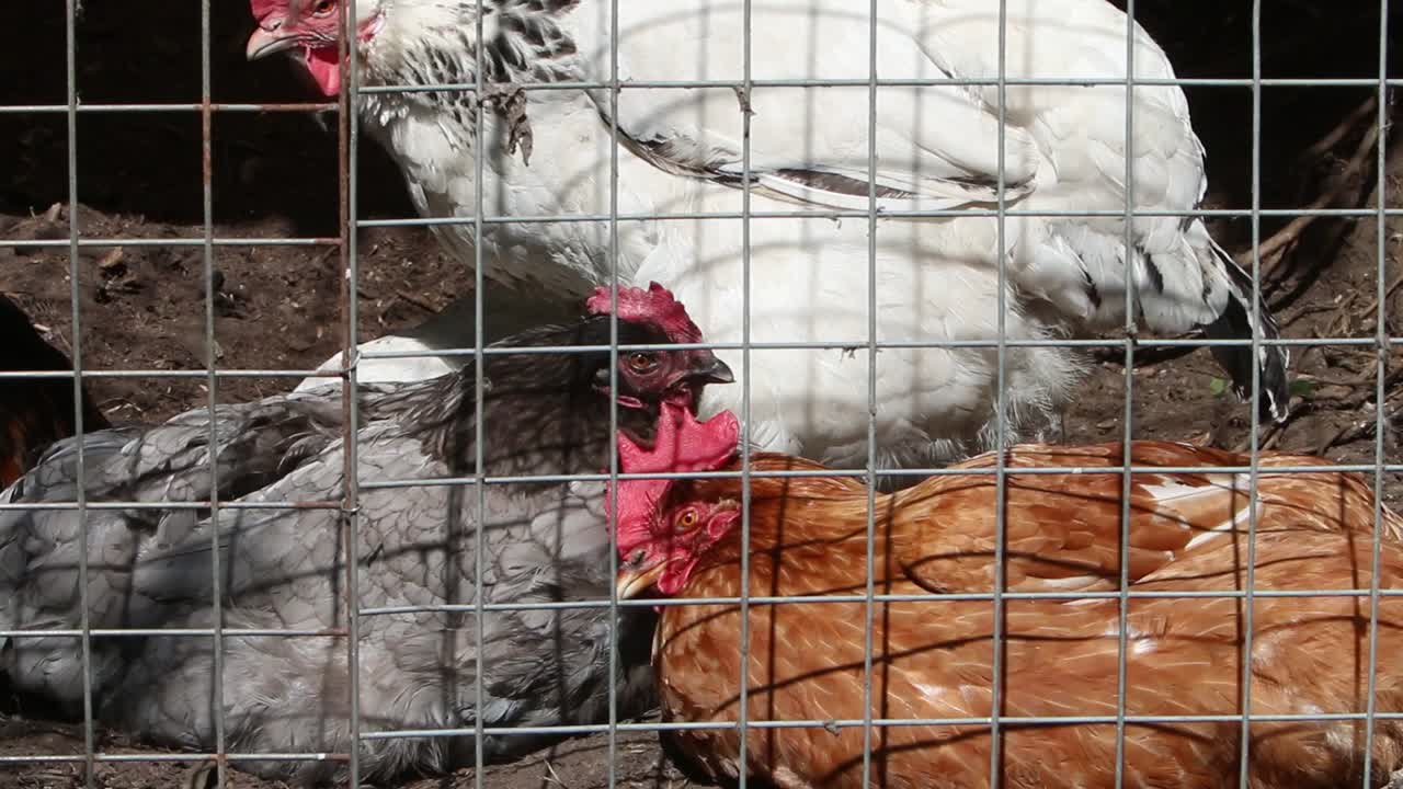Galinhas em cercado ao ar livre. Reino Unido.