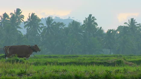 Un-Hombre-Ara-Un-Campo-Con-Un-Búfalo-De-Agua-En-Los-Arrozales-De-Bali,-Indonesia