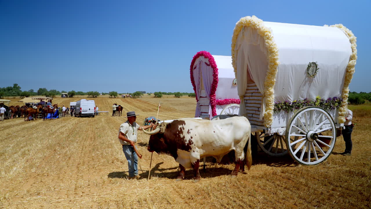 Una carrozza tradizionale trainata da buoi risplende alla luce del sole durante il pellegrinaggio di Rocío, circondata da polvere e fede