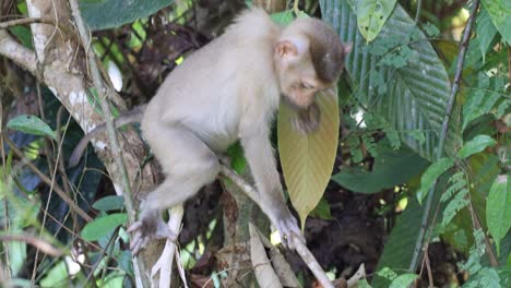 a monkey moves through trees in a forest.