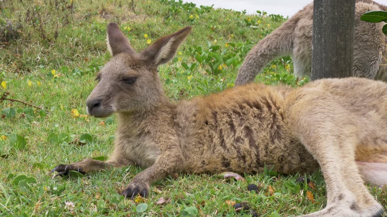 Slow motion landscape of wild kangaroo animal species lying in grassy bushland fields near coastal beach ecosystem habitat on mid north coast of NSW Australia travel wildlife marsupial tourism