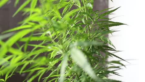 toma de pedestal de una planta de cáñamo de cosecha propia en una tarde soleada en cámara lenta