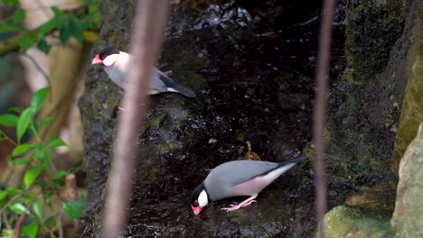 Small-Java-Sparrows-or-Java-finches-at-stone-waterfalls