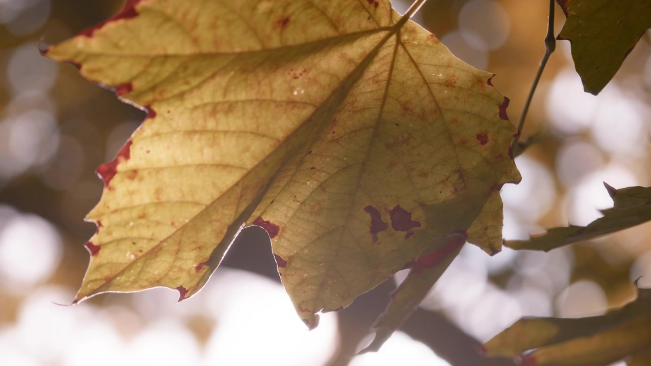 Sol brilhando através de folhas de bordo douradas