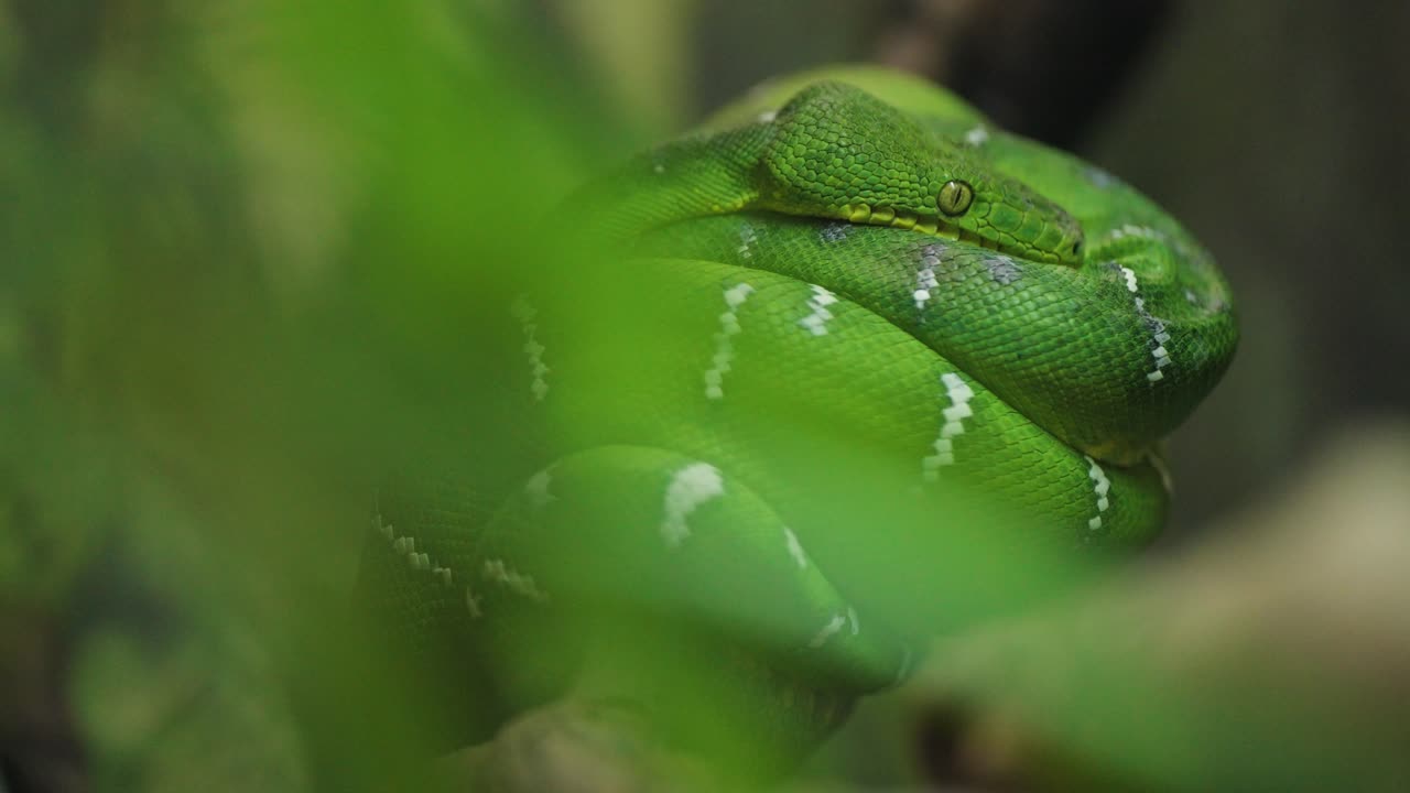 Emerald tree boa sitting curled up on a branch with its eyes open, with tree branches in the foreground