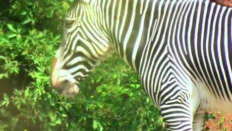 closeup of a zebra in the hot sun