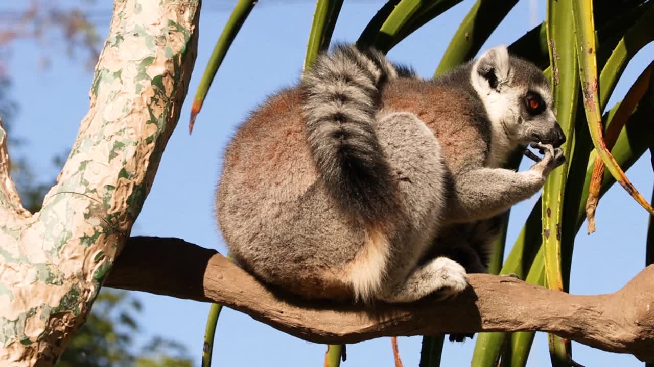 Un lemure dalla coda ad anelli appollaiato su un ramo spesso, che mangia con cura circondato da foglie tropicali