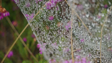 macro shot of a wet dew over some pink flowers