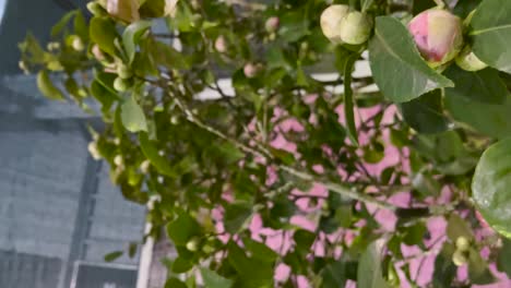 una foto macro de flores de camelia rosadas en ciernes rodeadas de exuberantes hojas verdes, la renovación tranquila de la naturaleza en primavera.