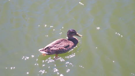 Ente-Schwimmt-An-Einem-Heißen-Tag-Im-Teich