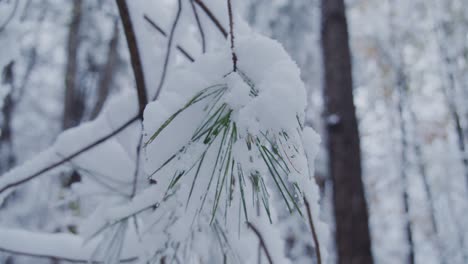 在雪覆蓋的松樹枝上慢慢地旋轉