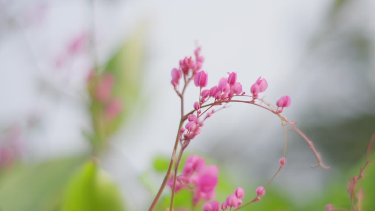 Close-up genggam bunga Mexican creeper merah muda dan daun hijau