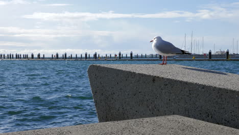 silver seagull perched near coastal bay choppy waters, slow motion